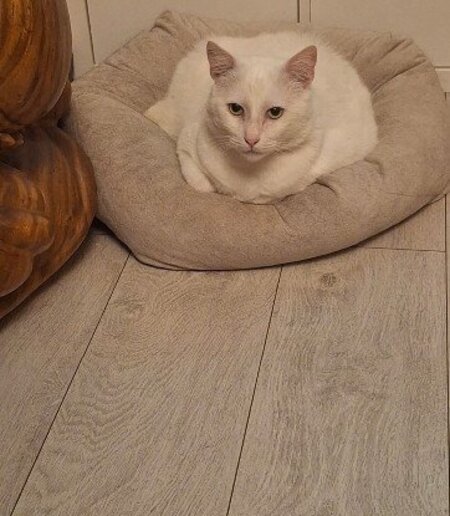 Adopter Oscar