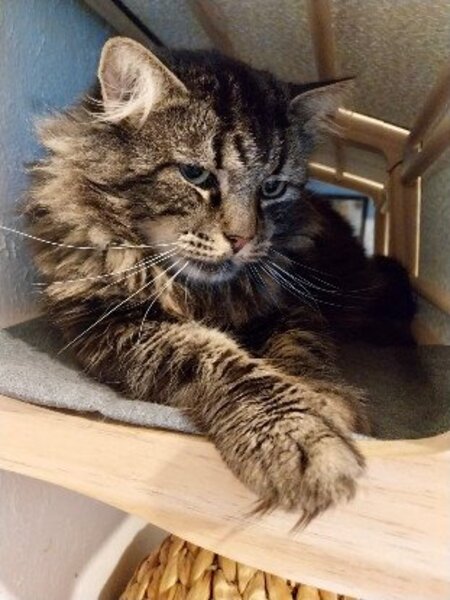 Adopter Oscar