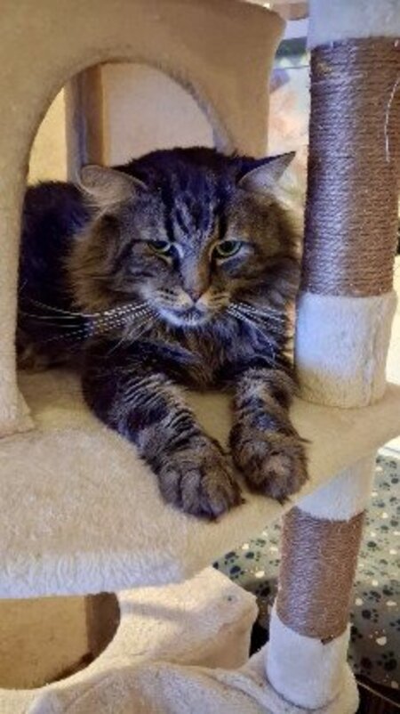 Adopter Oscar