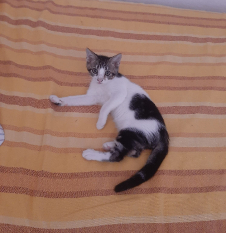 Adopter Oscar