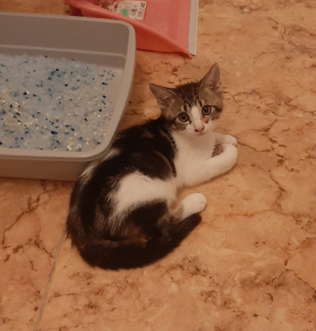 Adopter Oscar