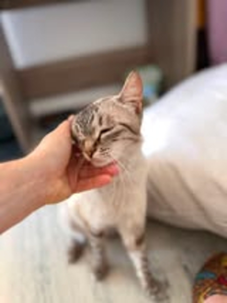 Adopter Oshka