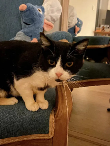 Adopter Paddington
