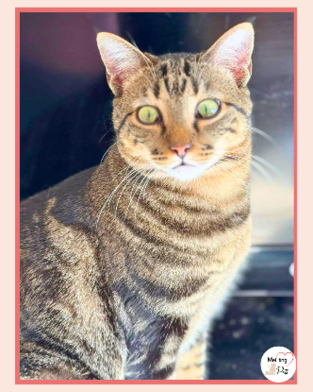 Adopter Pancho & chispa