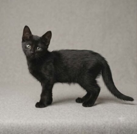 Adopter Pantere