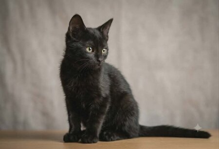 Adopter Pantere
