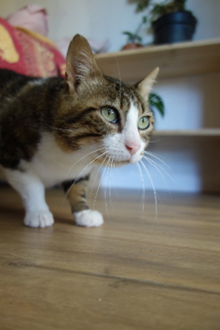 Adopter Pantoufle