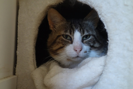 Adopter Pantoufle