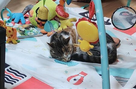 Adopter Panzani
