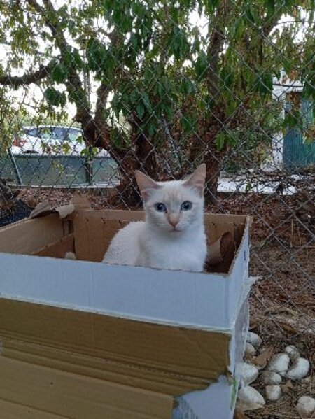 Adopter Paris