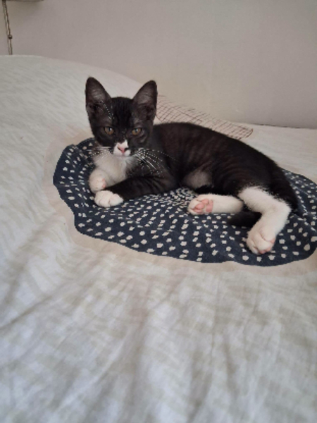 Adopter Patty