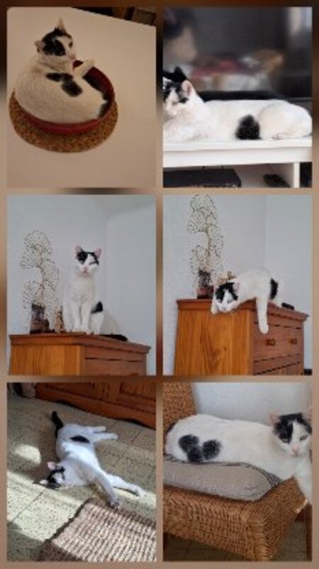 Adopter Peaky