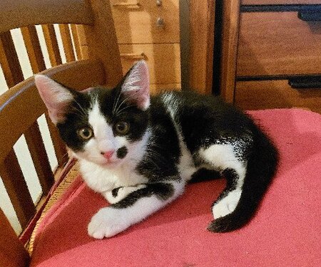 Adopter Peanuts