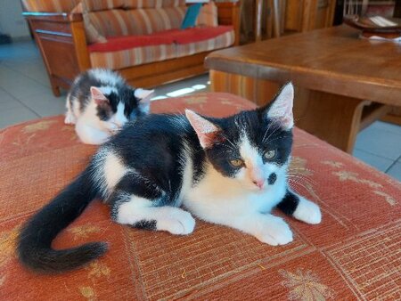 Adopter Peanuts