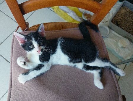Adopter Peanuts