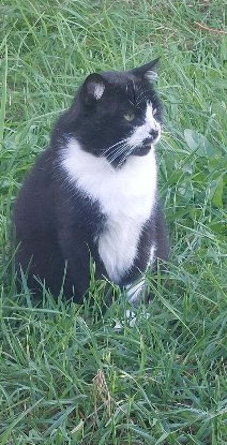 Adopter Pelote