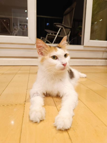 Adopter Pénélope