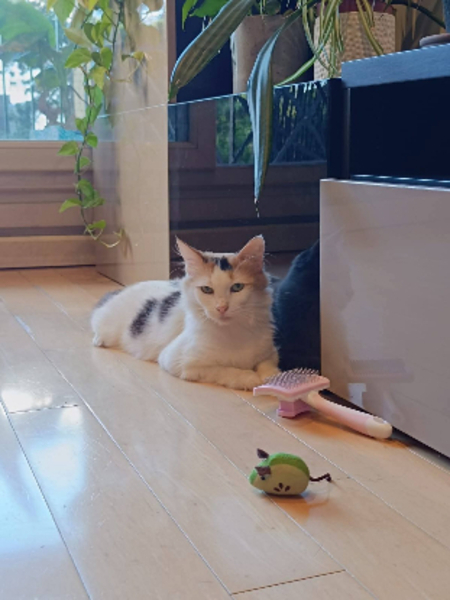 Adopter Pénélope