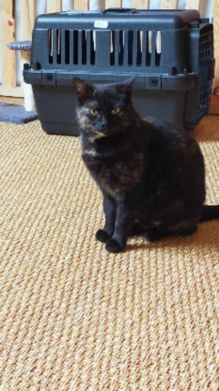 Adopter Penelope