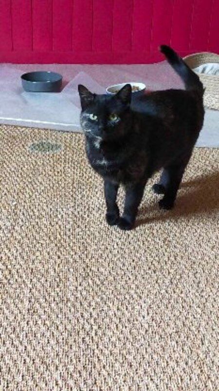 Adopter Penelope