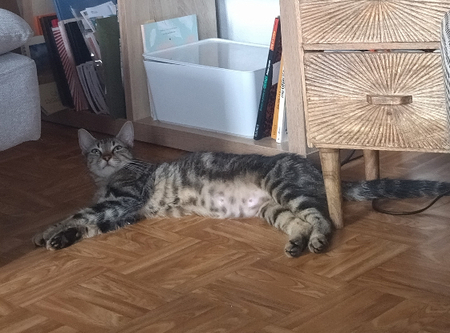 Adopter Pénélope