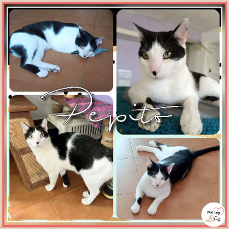 Adopter Pepito