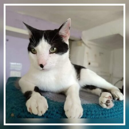 Adopter Pepito
