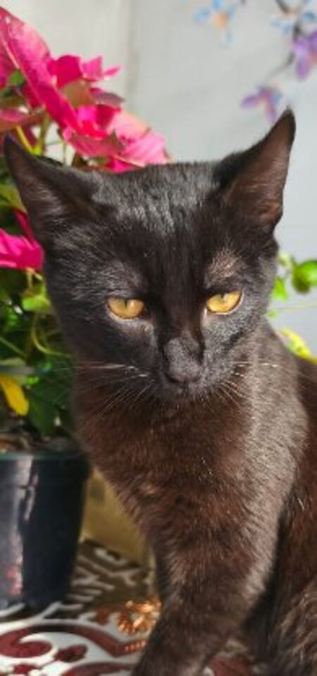 Adopter Pepon