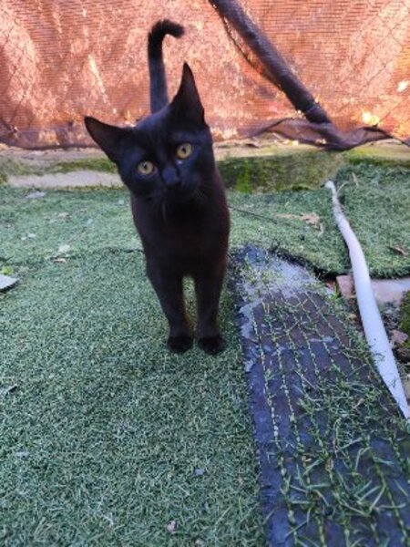 Adopter Pepon