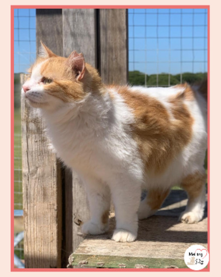 Adopter Perla