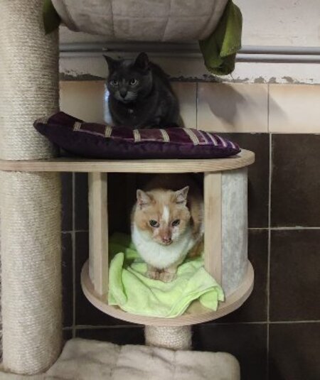 Adopter Perle & ptitbout