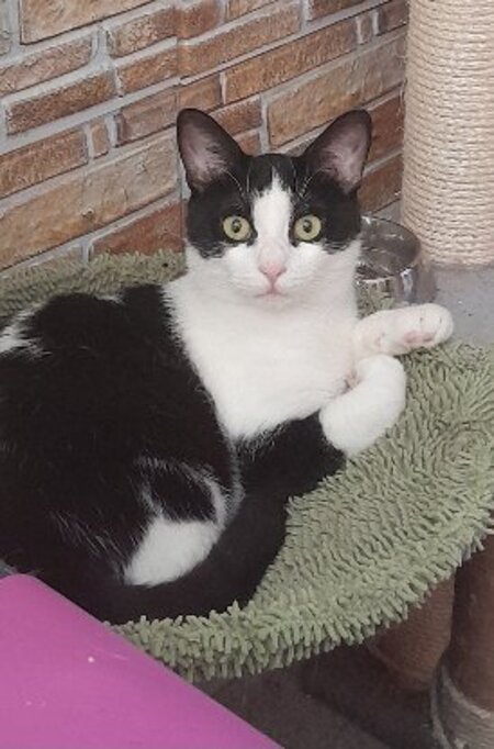 Adopter Peter