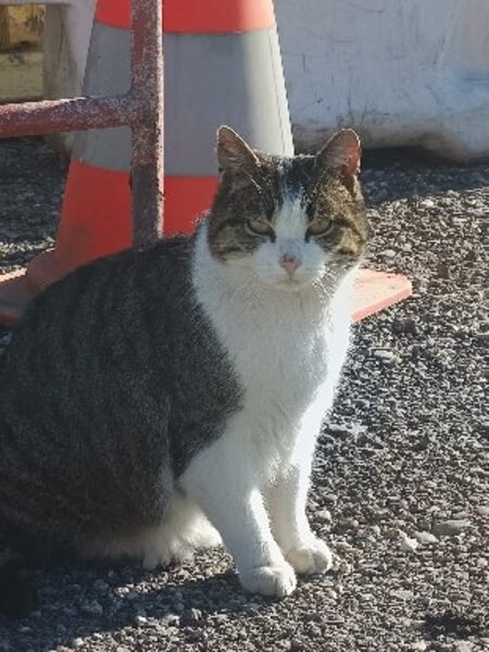 Adopter Petitou