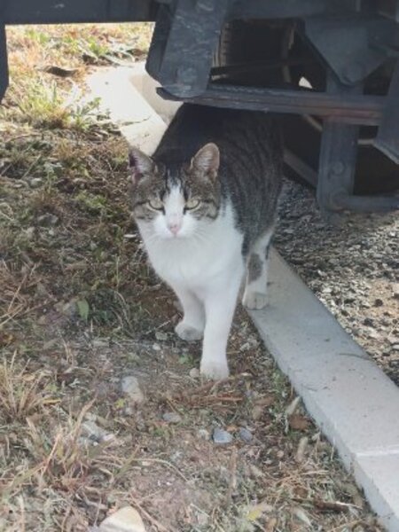 Adopter Petitou