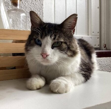 Adopter Phoenix