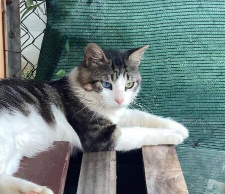 Adopter Phoenix