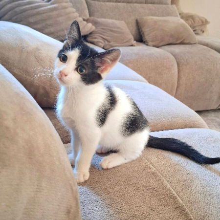 Adopter Pilou