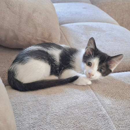 Adopter Pilou