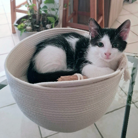 Adopter Pilou