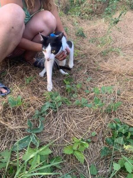 Adopter Pimousse