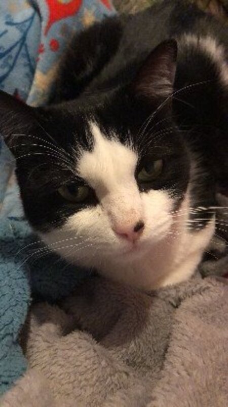 Adopter Pinceau
