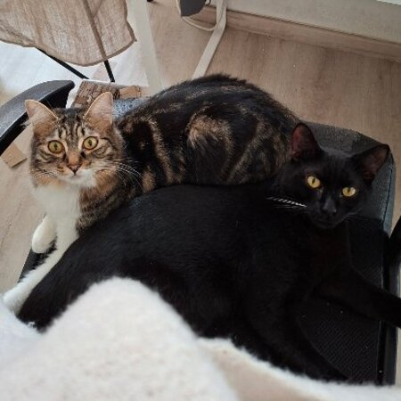 Adopter Ping et yang