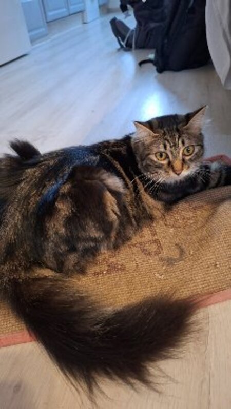 Adopter Ping et yang
