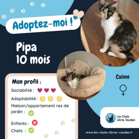 Adopter Pipa
