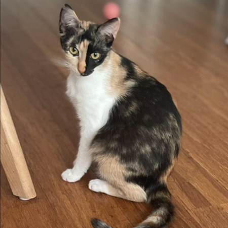 Adopter Pipa