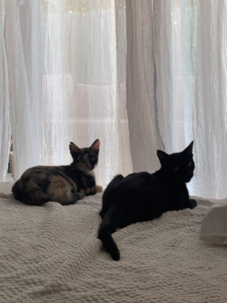 Adopter Pipa