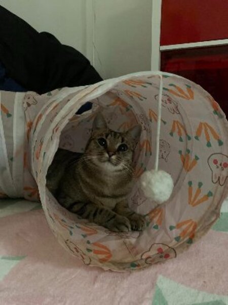 Adopter Pippa