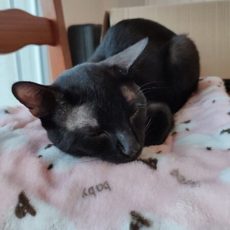 Adopter Pirate