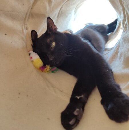Adopter Pirate
