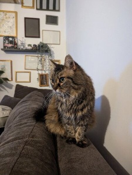 Adopter Pitchoune